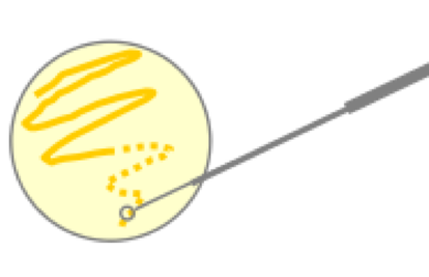 petri